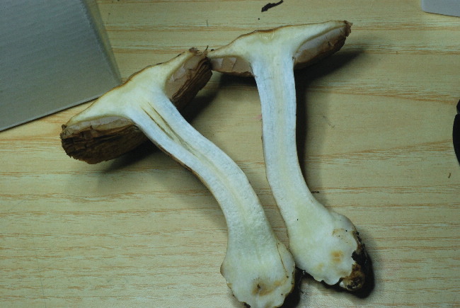 uscita prima della nevicata